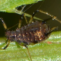 Uroleucon hypochoeridis